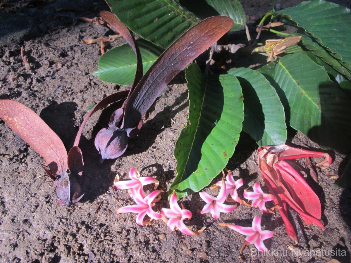 Dipterocarpus insignis Thwaites